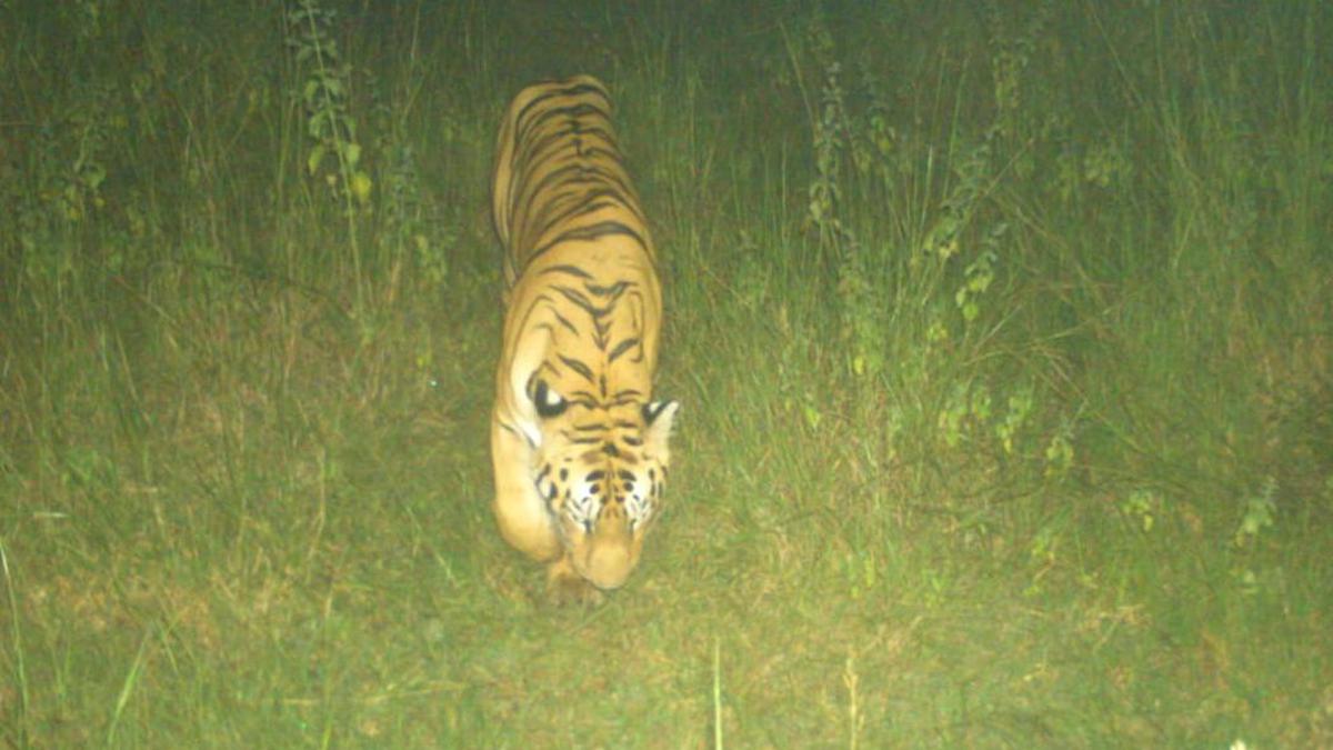 Royal Bengal Tiger travels across four States seeking a ‘home’ - The Hindu